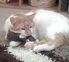 Barney joined the competition — help win amazing prizes! aegean_cat, asian, carnivore, cat, domestic_short_haired_cat, european_shorthair, felidae, fur, kitten, oriental_longhair, polydactyl_cat, small_to_medium_sized_cats, tail, turkish_angora, turkish_van, whiskers