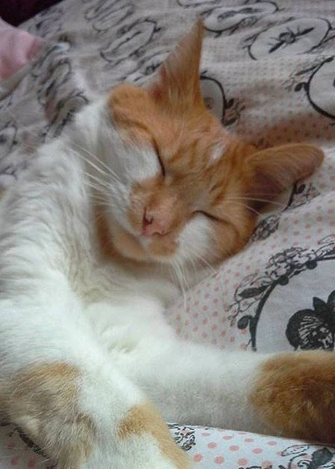 Barney joined the competition — help win amazing prizes! aegean_cat, asian, carnivore, cat, domestic_long_haired_cat, domestic_short_haired_cat, european_shorthair, fawn, felidae, fur, kitten, maine_coon, mammal, nap, norwegian_forest_cat, polydactyl_cat, small_to_medium_sized_cats, tabby_cat, tail, whiskers