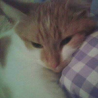 Barney is registered to the contest to win money with this photo: aegean_cat, asian, carnivore, cat, close_up, domestic_short_haired_cat, european_shorthair, eye, felidae, fur, kitten, nose, polydactyl_cat, small_to_medium_sized_cats, snout, tabby_cat, whiskers