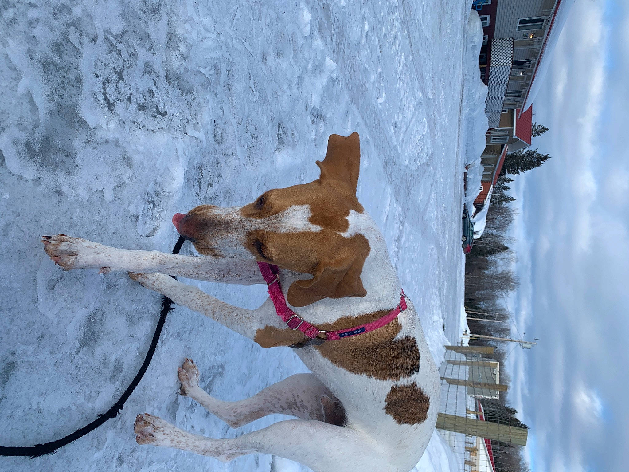 Bud is registered to the contest to win money with this photo: adventure, art, canidae, carnivore, cloud, collar, dog, dog_breed, fawn, freezing, fun, leash, recreation, sky, slope, snow, sporting_group, tail, winter, working_animal