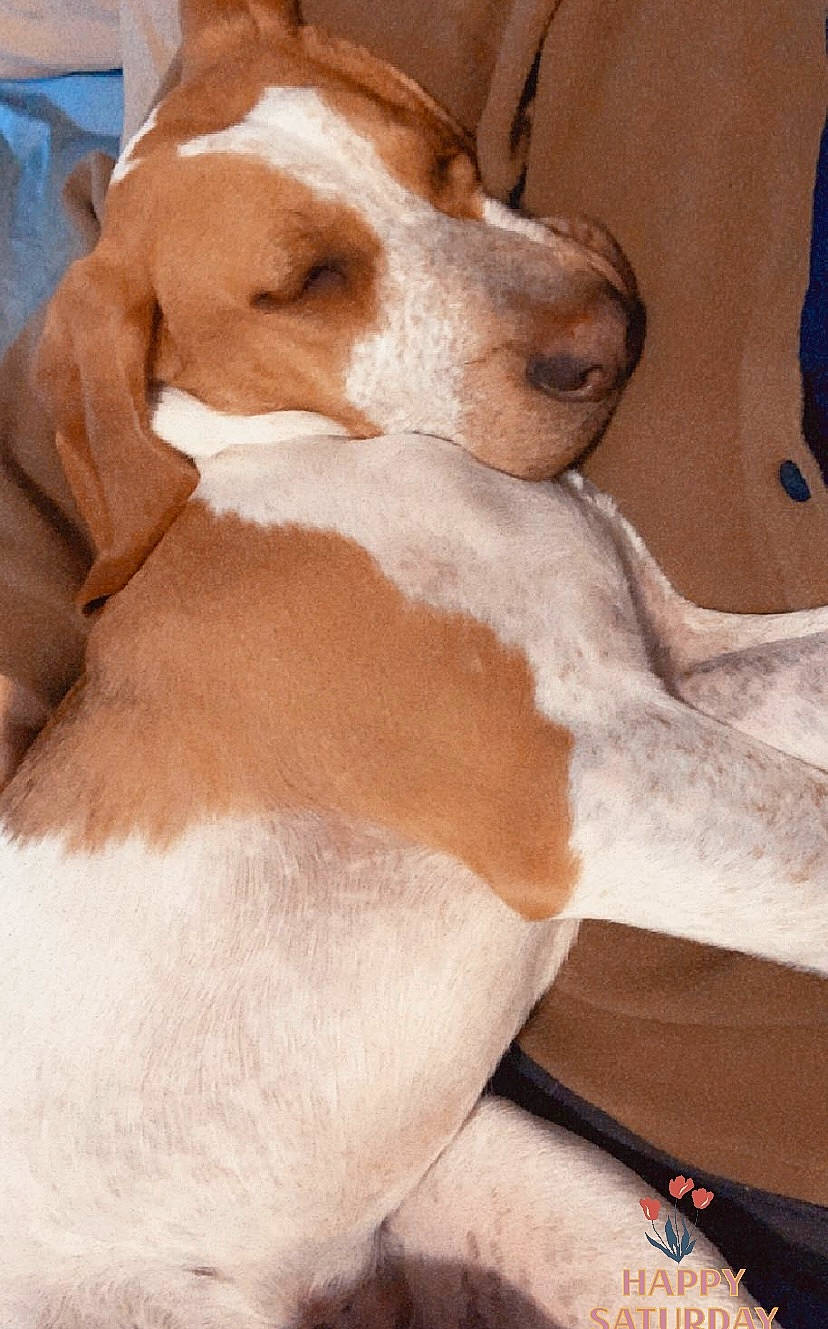 Bud is registered to the contest to win money with this photo: canidae, carnivore, collar, comfort, companion_dog, dog, dog_breed, dog_collar, ear, fawn, fur, hound, liver, pet_supply, scent_hound, snout, sporting_group, tail, whiskers, working_animal