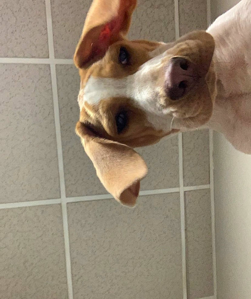 Bud joined the competition — help win amazing prizes! basset_hound, canidae, carnivore, collar, companion_dog, dog, dog_breed, dog_collar, ear, fawn, flooring, head, liver, non_sporting_group, pet_supply, sporting_group, tile_flooring, whiskers, wood, working_animal