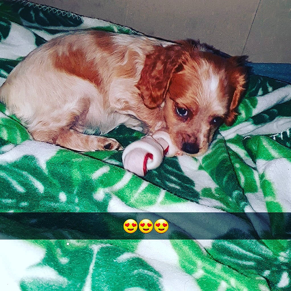 Railee a rejoint le concours — aidez-le/la à gagner de superbes lots ! canidae, carnivore, cavalier_king_charles_spaniel, cavapoo, companion_dog, dog, dog_breed, king_charles_spaniel, liver, mammal, puppy, rare_breed_dog, spaniel, sporting_group, toy_dog, vertebrate