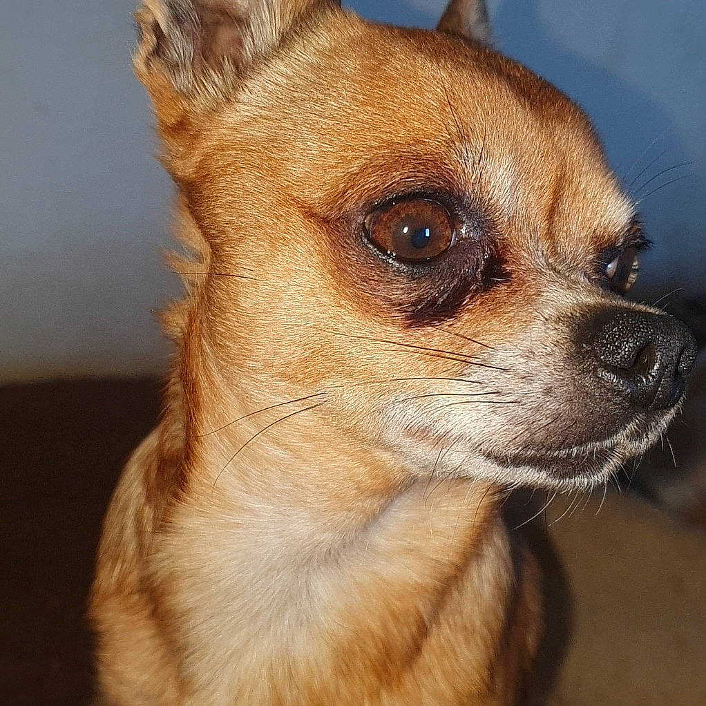 Cooky a rejoint le concours — aidez-le/la à gagner de superbes lots ! canidae, carnivore, companion_dog, corgi_chihuahua, dog, dog_breed, ear, fawn, fur, snout, terrestrial_animal, toy_dog, whiskers, wildlife