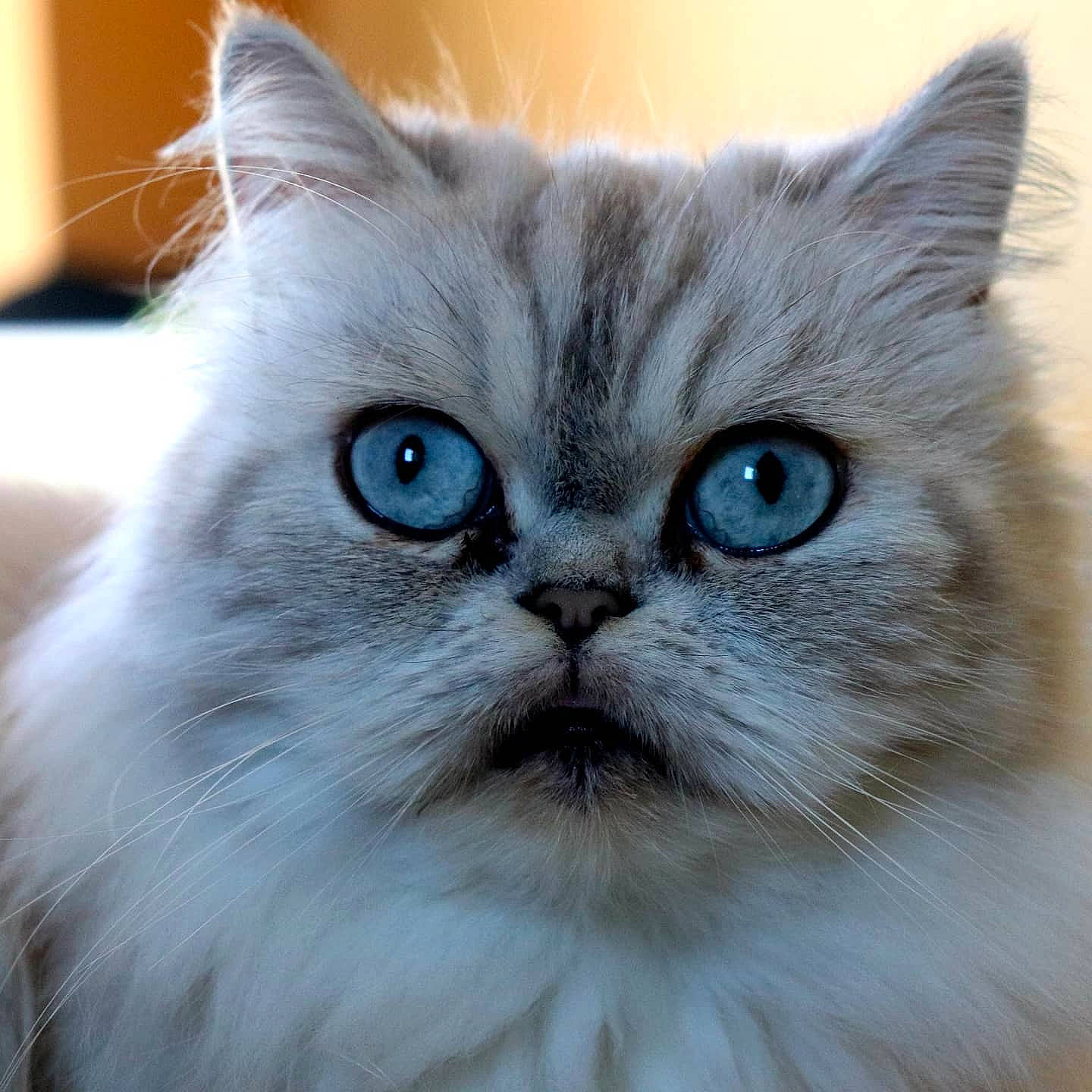 Chaussette a rejoint le concours — aidez-le/la à gagner de superbes lots ! birman, british_longhair, carnivore, cat, close_up, domestic_short_haired_cat, electric_blue, eye, fawn, felidae, fur, persian, small_to_medium_sized_cats, snout, whiskers