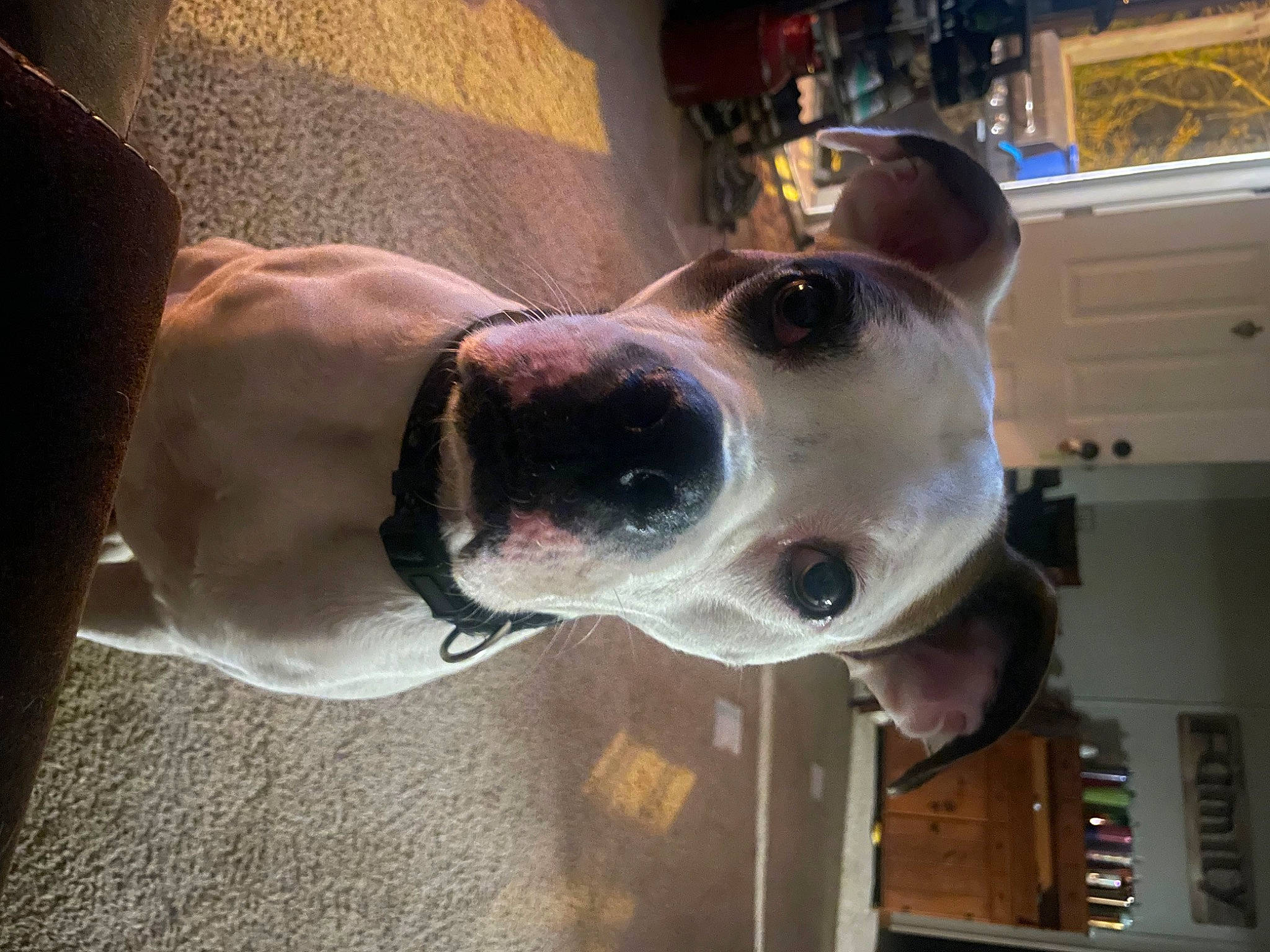 Thor is registered to the contest to win money with this photo: canidae, carnivore, collar, companion_dog, dog, dog_breed, dog_collar, ear, eyewear, fawn, non_sporting_group, pet_supply, snout, sporting_group, whiskers, working_animal, working_dog