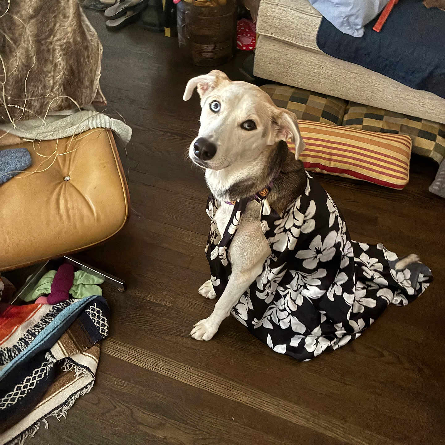 Miss Penny Money is registered to the contest to win money with this photo: animal, blankets, blue_eye, brown_eye, casual, cozy, curious, cushions, dog, domestic, fabric, floral_pattern, heterochromia, indoor, living_room, pet, portrait, shoes, sitting, wooden_floor