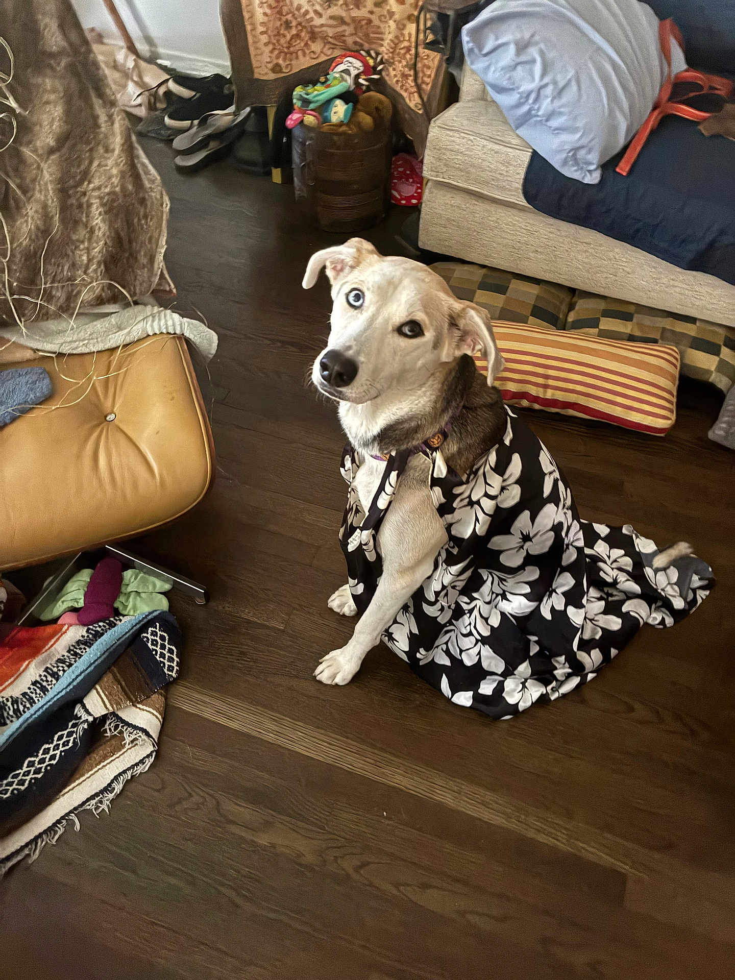 Miss Penny Money is registered to the contest to win money with this photo: dog, heterochromia, blue_eye, brown_eye, fabric, floral_pattern, wooden_floor, cushions, blankets, shoes, living_room, pet, indoor, sitting, curious, domestic, cozy, casual, animal, portrait