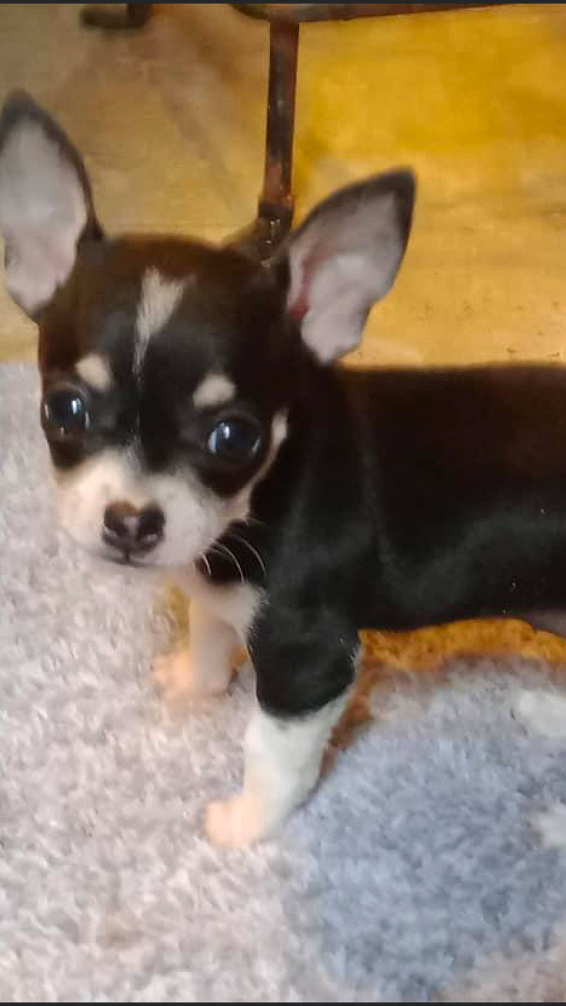 Emmie-rae joined the competition — help win amazing prizes! canidae, carnivore, chihuahua, companion_dog, corgi_chihuahua, dog, dog_breed, dog_supply, ear, fawn, fur, paw, puppy, russkiy_toy, snout, sporting_group, terrestrial_animal, toy_dog, whiskers, working_animal