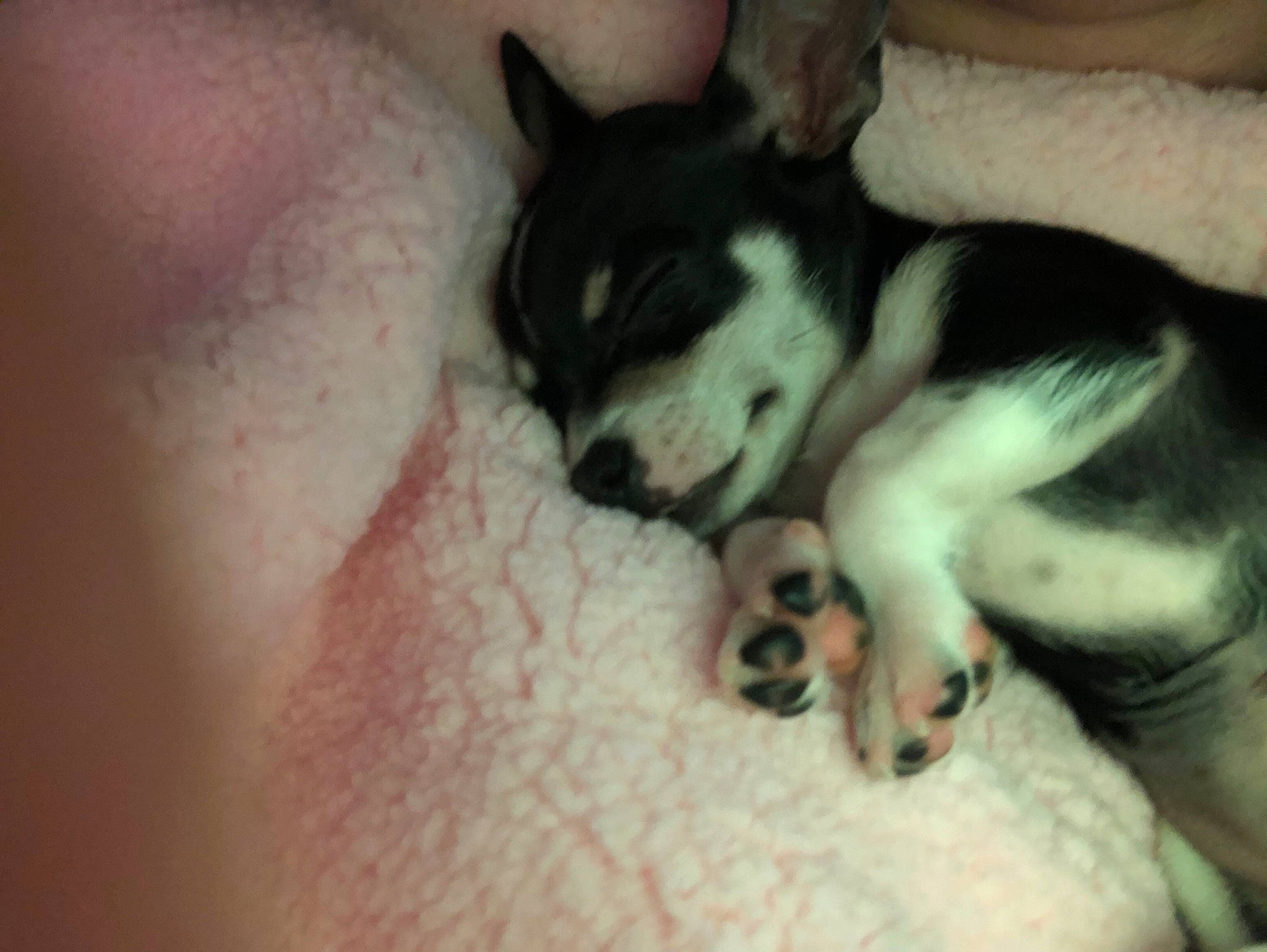 Emmie-rae joined the competition — help win amazing prizes! carnivore, comfort, companion_dog, dog, dog_breed, flesh, fur, nap, non_sporting_group, paw, puppy, puppy_love, siberian_husky, small_to_medium_sized_cats, tail, toy_dog, whiskers, working_animal, working_dog