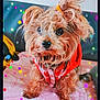adorable, animal, black_nose, colorful_effects, couch, cute, dog, dots, fluffy, fur, fur_ears, indoor, orange_hairband, pet, pink_blanket, portrait, scarf, sitting, small_dog, stars