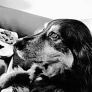 Vanille participe au concours pour gagner de l'argent avec cette photo : animal, black_and_white, calm, close_up, companion, couch, dog, domestic, face, fur, furry, indoor, looking_away, mammal, pet, portrait, resting, side_profile, soft_light, texture