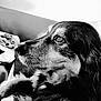 animal, black_and_white, calm, close_up, companion, couch, dog, domestic, face, fur, furry, indoor, looking_away, mammal, pet, portrait, resting, side_profile, soft_light, texture