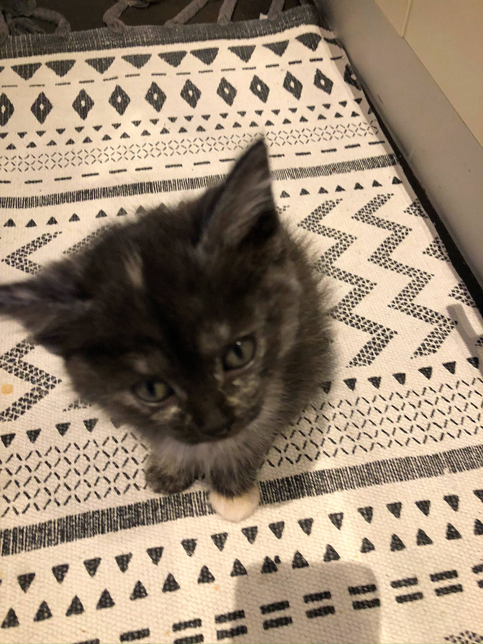 Chichi participe au concours pour gagner de l'argent avec cette photo : american_shorthair, asian, british_semi_longhair, carnivore, cat, domestic_short_haired_cat, european_shorthair, fawn, felidae, flooring, fur, kitten, maine_coon, mammal, polydactyl_cat, small_to_medium_sized_cats, snout, tabby_cat, whiskers