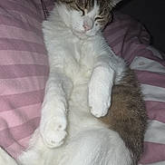Gribouille participe au concours pour gagner de l'argent avec cette photo : cat, sleepy, sitting, bed, bedspread, pink, gray, white, tabby, pet, animal, indoors, bedroom, relaxed, cute, fur, paws, upright, portrait, nap