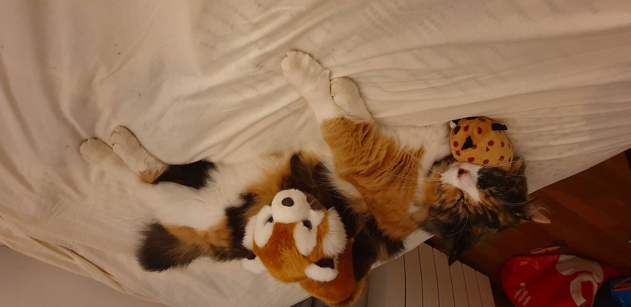 Rubis a rejoint le concours — aidez-le/la à gagner de superbes lots ! bengal_tiger, big_cats, carnivore, comfort, companion_dog, dog_breed, fawn, feather, felidae, fur, linens, paw, red_panda, small_to_medium_sized_cats, snout, stuffed_toy, tail, terrestrial_animal, toy, whiskers