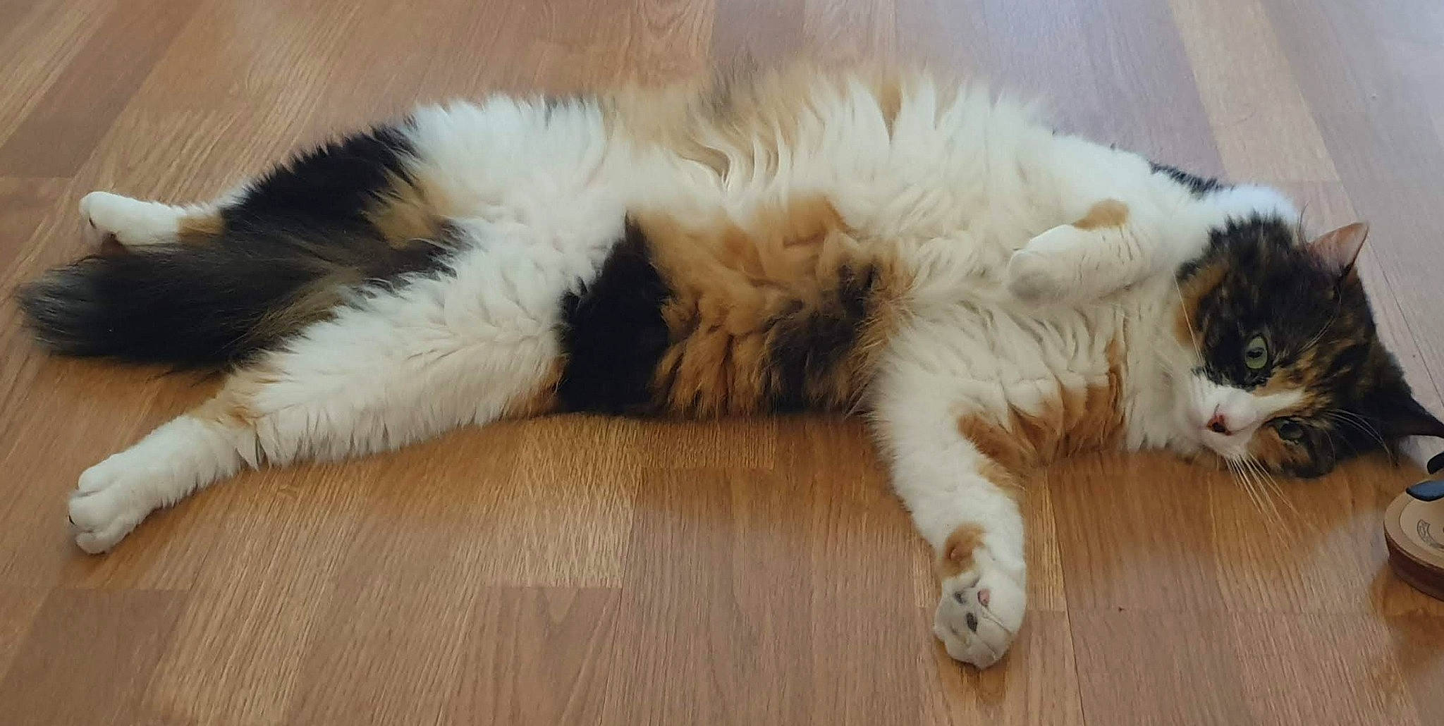 Rubis participe au concours pour gagner de l'argent avec cette photo : carnivore, cat, claw, comfort, companion_dog, dog_breed, fawn, felidae, flooring, fur, hardwood, mammal, paw, small_to_medium_sized_cats, snout, tail, terrestrial_animal, vertebrate, whiskers, wood