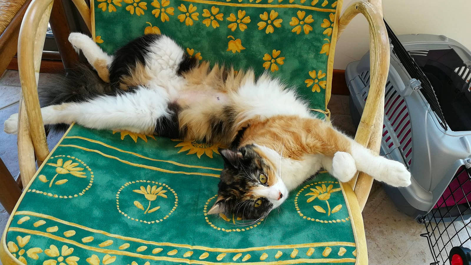 Rubis participe au concours pour gagner de l'argent avec cette photo : canidae, carnivore, cat, claw, comfort, companion_dog, domestic_short_haired_cat, felidae, fur, green, linens, mammal, paw, small_to_medium_sized_cats, sporting_group, tail, textile, whiskers