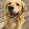 animal, brown_eyes, close_up, dog, floppy_ears, friendly, golden_fur, golden_retriever, happy, long_fur, open_mouth, outdoor, pet, photography, portrait, sitting, smiling, sunlight, teeth, wooden_deck