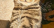 Yumi participe au concours pour gagner de l'argent avec cette photo : animal, blanket, carpet, cat, close_up, crossed_paws, ears, feline, golden_eyes, indoors, pet, photography, portrait, serious_expression, sitting, striped_fur, sunlight, tabby_cat, upright, whiskers