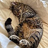 Yumi a rejoint le concours — aidez-le/la à gagner de superbes lots ! bed, bedding, belly_up, black, brown, cat, closed_eyes, cozy, curled_up, fur, indoor, lying_down, nap, paws, pet, sleeping, striped, sunlight, tabby, whiskers