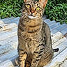 animal, cat, close_up, corrugated_surface, ears, eyes, fur, garden, greenery, natural_light, outdoor, pet, plants, portrait, rooftop, sitting, striped, tabby, tail, whiskers