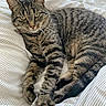 animal, bed, bedding, bedroom, blanket, cat, closeup, ears, feline, indoors, lying_down, pet, portrait, relaxed, resting, sleepy, striped_fur, tabby, tail, whiskers