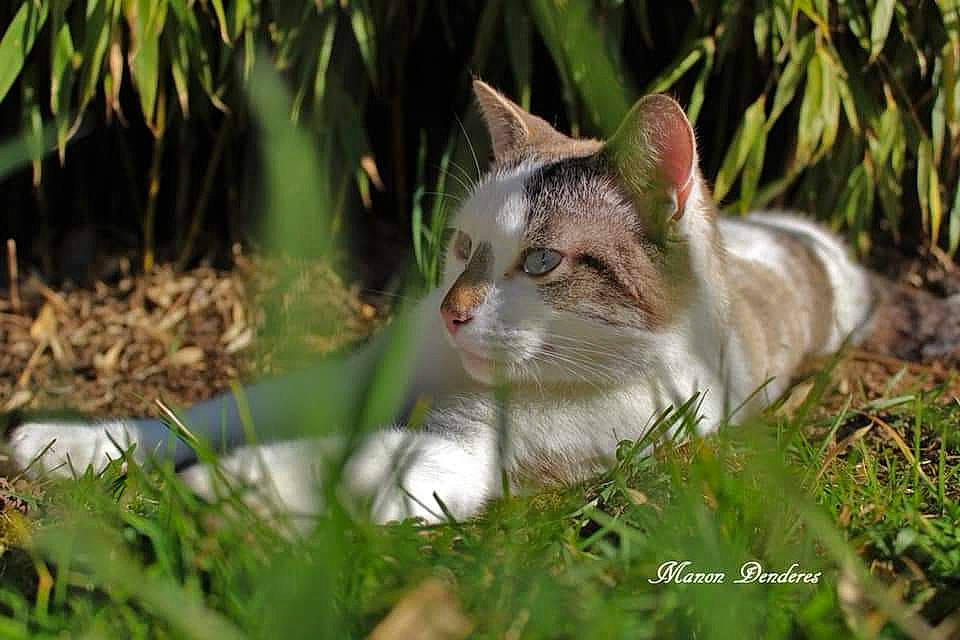 Moustache a rejoint le concours — aidez-le/la à gagner de superbes lots ! aegean_cat, american_wirehair, carnivore, cat, domestic_short_haired_cat, european_shorthair, felidae, grass, grass_family, mammal, plant, singapura, small_to_medium_sized_cats, whiskers, wild_cat, wildlife