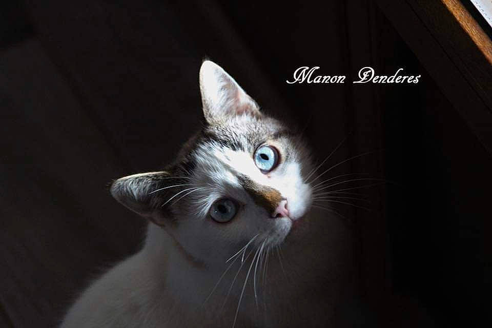 Moustache participe au concours pour gagner de l'argent avec cette photo : aegean_cat, american_wirehair, asian, burmilla, carnivore, cat, domestic_short_haired_cat, ear, european_shorthair, eye, felidae, fur, kitten, nose, ojos_azules, photo_caption, photography, small_to_medium_sized_cats, snout, whiskers
