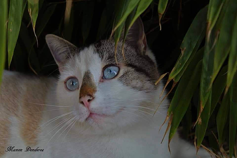 Moustache a rejoint le concours — aidez-le/la à gagner de superbes lots ! aegean_cat, american_wirehair, asian_semi_longhair, carnivore, cat, domestic_long_haired_cat, domestic_short_haired_cat, european_shorthair, eye, felidae, iris, mammal, norwegian_forest_cat, ojos_azules, plant, siberian, small_to_medium_sized_cats, tabby_cat, vertebrate, whiskers