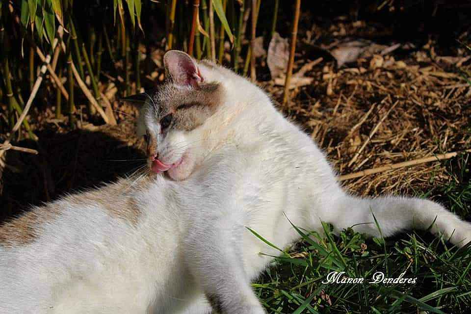 Moustache participe au concours pour gagner de l'argent avec cette photo : aegean_cat, carnivore, cat, domestic_short_haired_cat, eye, facial_expression, felidae, mammal, plant, small_to_medium_sized_cats, vertebrate, whiskers