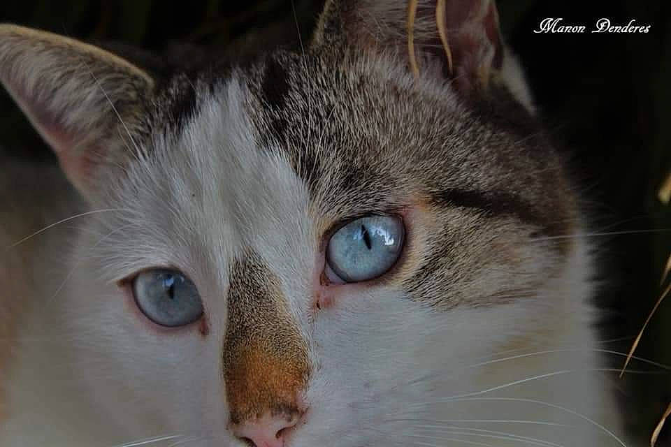 Moustache a rejoint le concours — aidez-le/la à gagner de superbes lots ! aegean_cat, american_wirehair, asian, carnivore, cat, close_up, domestic_short_haired_cat, ear, european_shorthair, eye, felidae, fur, mammal, nose, organ, singapura, small_to_medium_sized_cats, snout, tabby_cat, whiskers