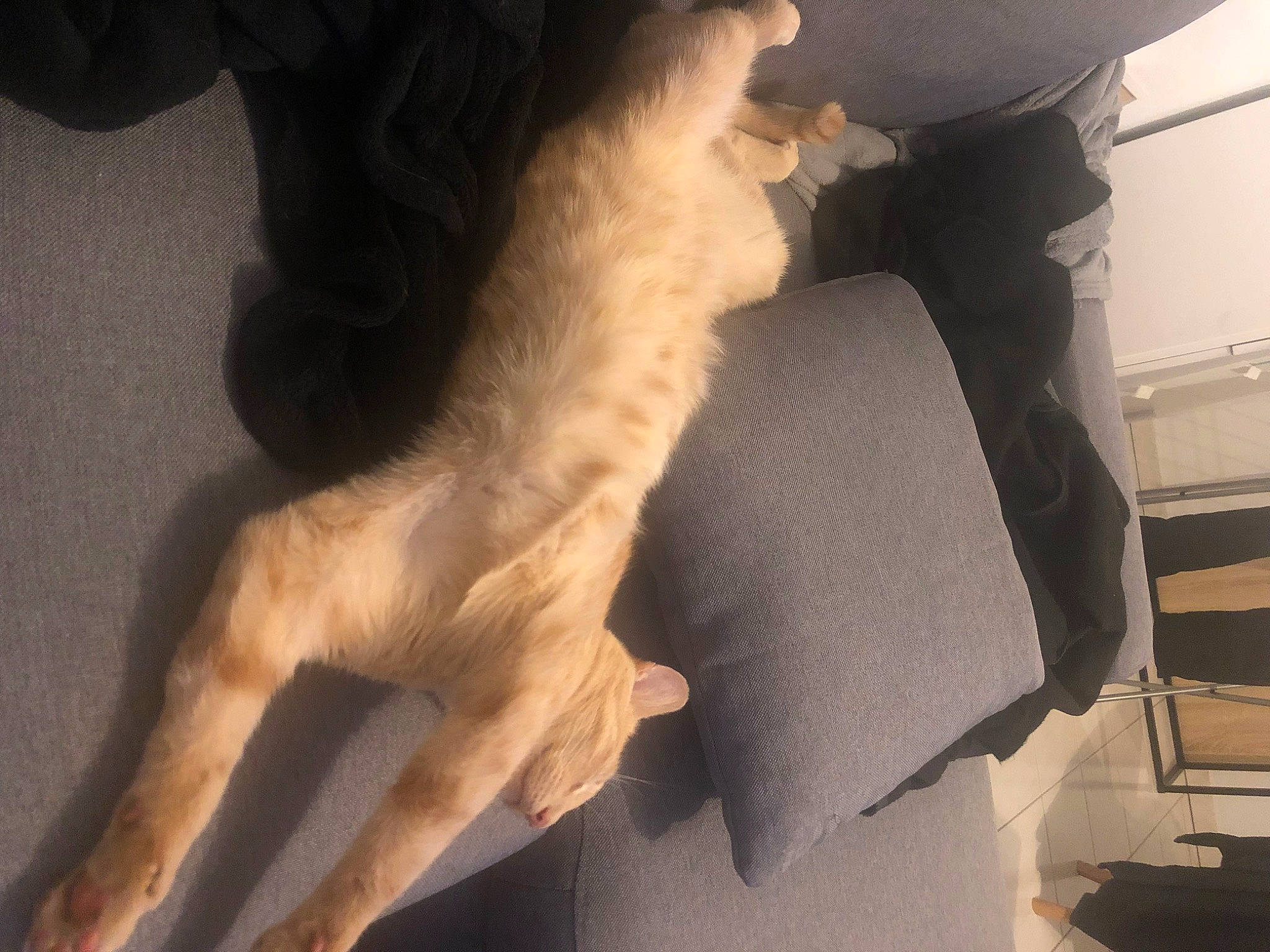 Biggy participe au concours pour gagner de l'argent avec cette photo : canidae, carnivore, claw, comfort, companion_dog, dog, dog_breed, fawn, felidae, foot, fur, gesture, human_leg, jaw, paw, small_to_medium_sized_cats, snout, sporting_group, tail, whiskers