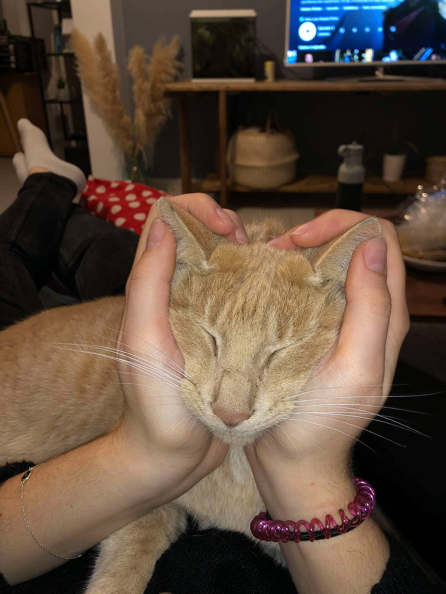 Biggy participe au concours pour gagner de l'argent avec cette photo : carnivore, cat, comfort, couch, ear, fawn, felidae, finger, gesture, human_body, human_leg, jaw, lap, leg, nail, small_to_medium_sized_cats, snout, thigh, whiskers, wrist