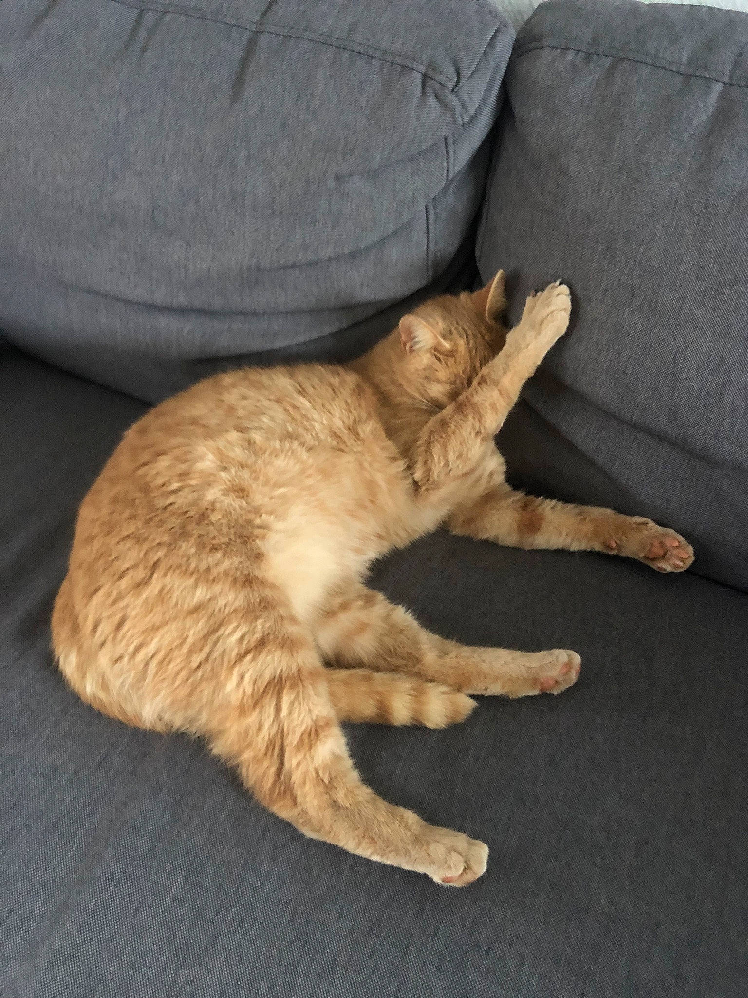 Biggy participe au concours pour gagner de l'argent avec cette photo : carnivore, cat, claw, comfort, couch, domestic_short_haired_cat, fawn, felidae, flooring, fur, gesture, hardwood, paw, small_to_medium_sized_cats, tail, terrestrial_animal, whiskers, wood