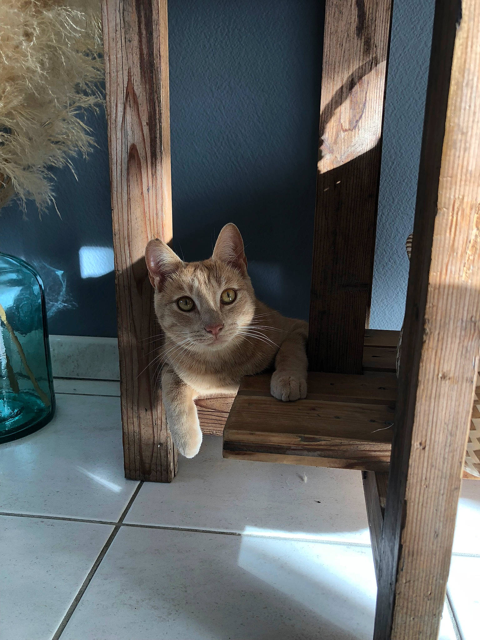 Biggy a rejoint le concours — aidez-le/la à gagner de superbes lots ! carnivore, cat, domestic_short_haired_cat, door, door_handle, fawn, felidae, flooring, fur, glass, grey, hardwood, home_door, small_to_medium_sized_cats, tail, tire, vehicle, whiskers, window, wood