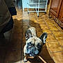 dog, french_bulldog, pet, indoor, tile_floor, stick, curious, brown_dog, ears_up, looking_up, animal, floor, drying_rack, wooden_furniture, home, companion, cute, small_dog, canine, domestic