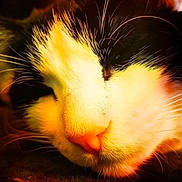 Felixx joined the competition — help win amazing prizes! animal, cat, close_up, cozy, cute, face, feline, fur, indoor, mammal, nose, peaceful, pet, portrait, relaxation, resting, sleeping, soft, warm_light, whiskers