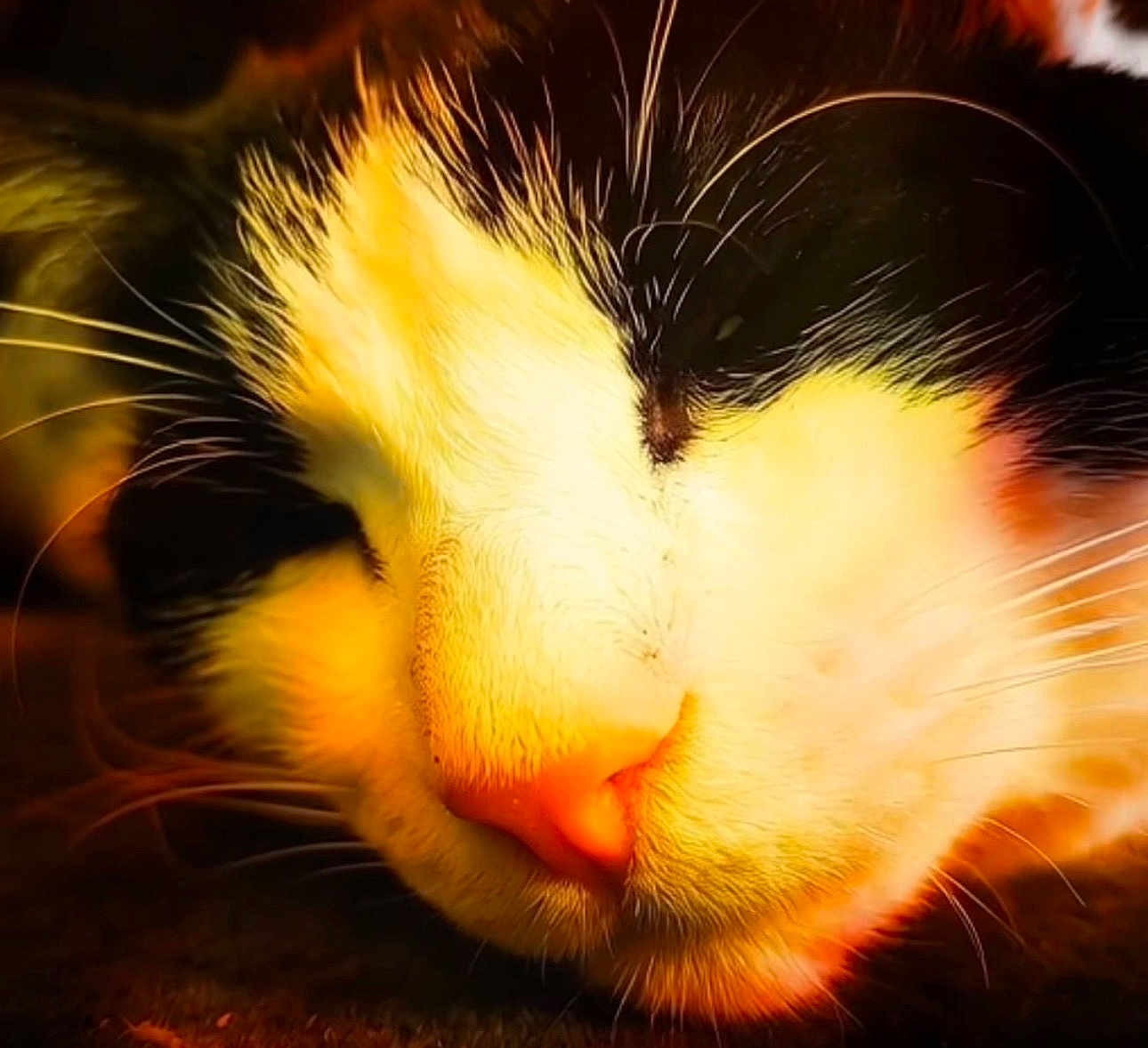 Felixx joined the competition — help win amazing prizes! animal, cat, close_up, cozy, cute, face, feline, fur, indoor, mammal, nose, peaceful, pet, portrait, relaxation, resting, sleeping, soft, warm_light, whiskers