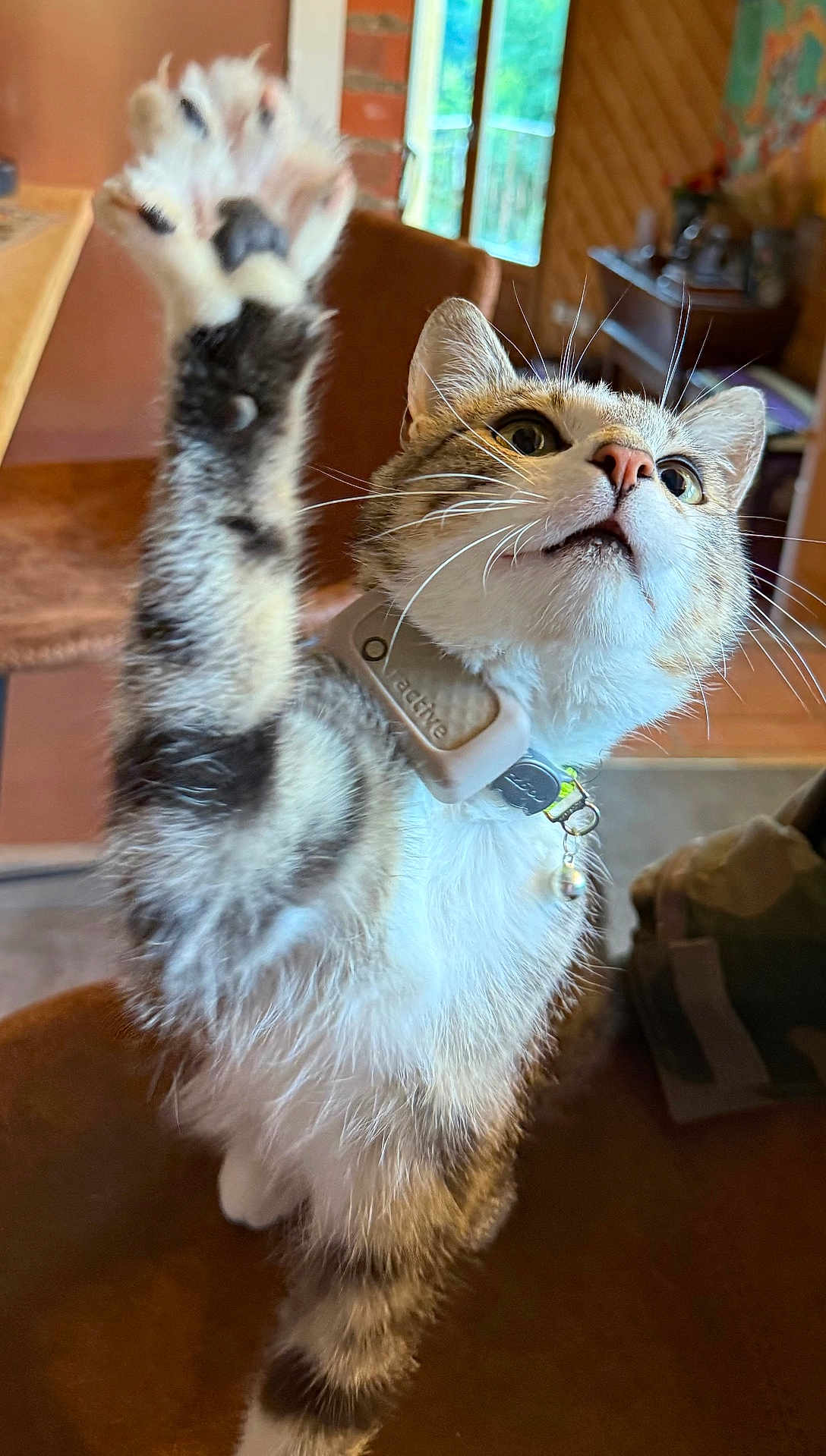 Grizzly participe au concours pour gagner de l'argent avec cette photo : cat, tabby, paw, collar, indoor, curious, feline, whiskers, fur, pet, animal, chair, window, soft_light, close_up, raised_paw, domestic, cute, alert, background_blur