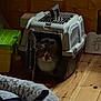 Grizzly a rejoint le concours — aidez-le/la à gagner de superbes lots ! cat, pet_carrier, wood_floor, indoor, pet_bed, plastic_container, feline, animal, domestic, cozy, wooden_wall, home, quiet, resting, curious, small_space, soft_lighting, brown, gray, white