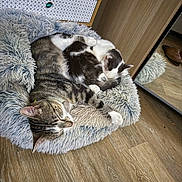 Grizzly a rejoint le concours — aidez-le/la à gagner de superbes lots ! cat, cats, sleeping, pet_bed, fluffy, striped_cat, spotted_cat, wooden_floor, cabinet, mirror, indoor, cozy, resting, feline, animal, domestic_animal, fur, cute, companion, relaxed