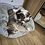 cat, cats, sleeping, pet_bed, fluffy, striped_cat, spotted_cat, wooden_floor, cabinet, mirror, indoor, cozy, resting, feline, animal, domestic_animal, fur, cute, companion, relaxed