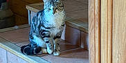 Grizzly participe au concours pour gagner de l'argent avec cette photo : cat, tabby_cat, indoor, steps, tile_floor, wood_wall, brick_wall, pet, animal, feline, sitting, domestic_cat, fur, tail, whiskers, ears, home_interior, quiet, resting, looking