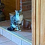 cat, tabby_cat, indoor, steps, tile_floor, wood_wall, brick_wall, pet, animal, feline, sitting, domestic_cat, fur, tail, whiskers, ears, home_interior, quiet, resting, looking
