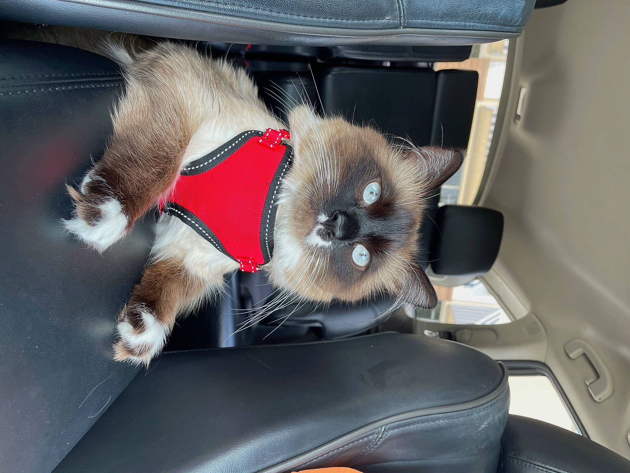 Simba is registered to the contest to win money with this photo: auto_part, automotive_exterior, car_seat, carnivore, collar, dog_breed, fawn, felidae, fur, hood, motor_vehicle, paw, small_to_medium_sized_cats, snout, stuffed_toy, tail, whiskers, window, windscreen_wiper, windshield