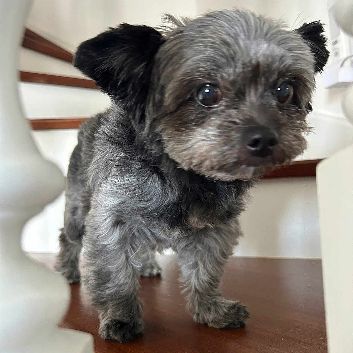 Maïa a rejoint le concours — aidez-le/la à gagner de superbes lots ! alert, animal, balusters, black_and_gray_fur, close_up, companion, curious, cute, dog, domestic, fluffy, furry, house, indoors, looking, pet, small_dog, stairs, standing, wooden_floor