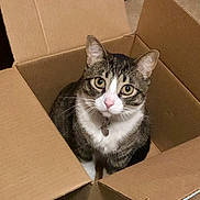 Apollo is registered to the contest to win money with this photo: cat, tabby_cat, cardboard_box, pet, indoor, curious, feline, whiskers, ears, fur, animal, domestic_animal, looking_up, sitting, close_up, floor, collar, tag, cute, companionship