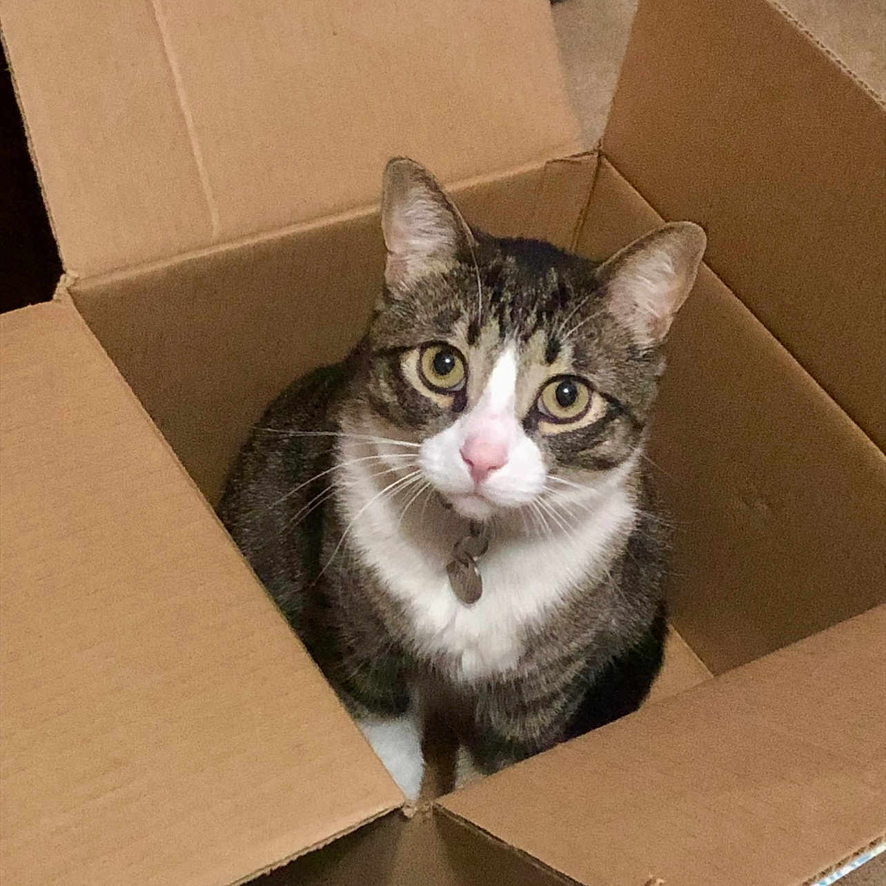 Apollo is registered to the contest to win money with this photo: animal, cardboard_box, cat, close_up, collar, companionship, curious, cute, domestic_animal, ears, feline, floor, fur, indoor, looking_up, pet, sitting, tabby_cat, tag, whiskers