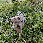 Tallia a rejoint le concours — aidez-le/la à gagner de superbes lots ! dog, grass, outdoor, nature, greenery, tree, pet, animal, field, small_dog, fur, walking, canine, leaf, wild, sunlight, daylight, muzzle, plant, bush